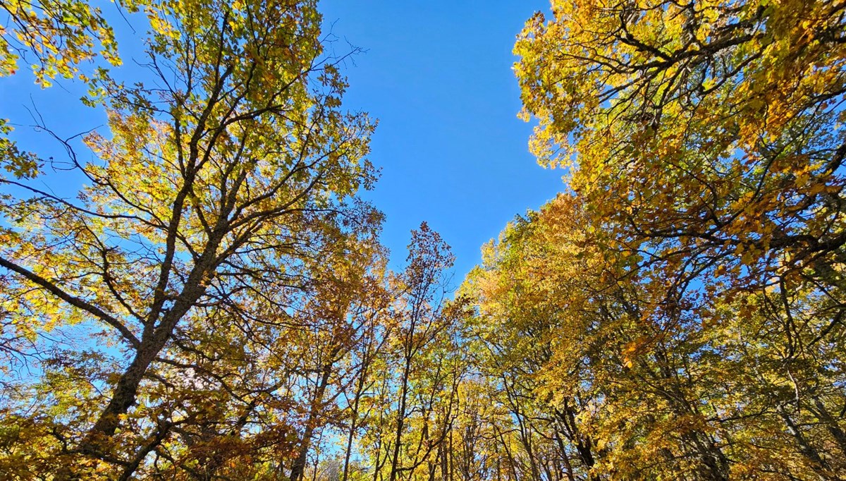 Ormana izinsiz girmenin cezası 557 bin TL