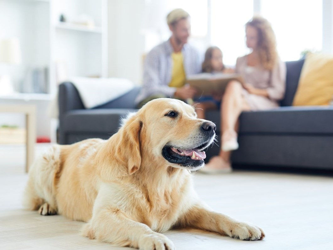 komsulari karsi karsiya getiren havlama sorunu kopeginiz kac desibel havliyor ntv