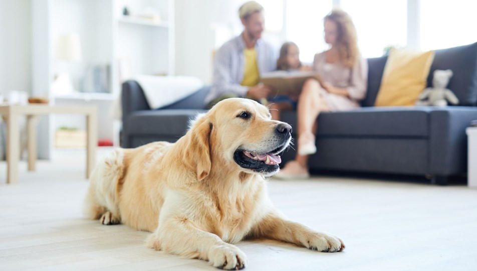 Komşuları karşı karşıya getiren havlama sorunu (Köpeğiniz kaç desibel