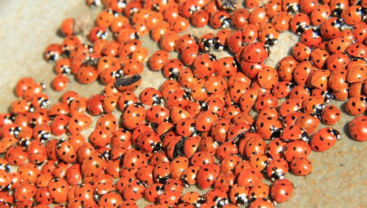 Kahramanmaraş'ta Uludaz Tepesi'ni adeta kırmızıya boyayan uğur böcekleri görenleri hayran bırakıyor