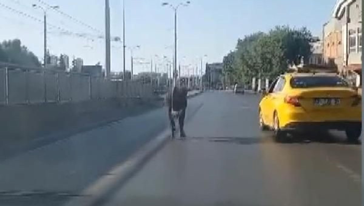 Sahibinin elinden kaçan kurbanlık boğa trafiği birbirine kattı Sahibinin elinden kaçan kurbanlık boğa trafiği birbirine kattı