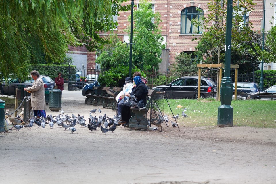 Brüksel'de güvercin artışını önlemek için yemlere doğum kontrol hapı konulacak - 1