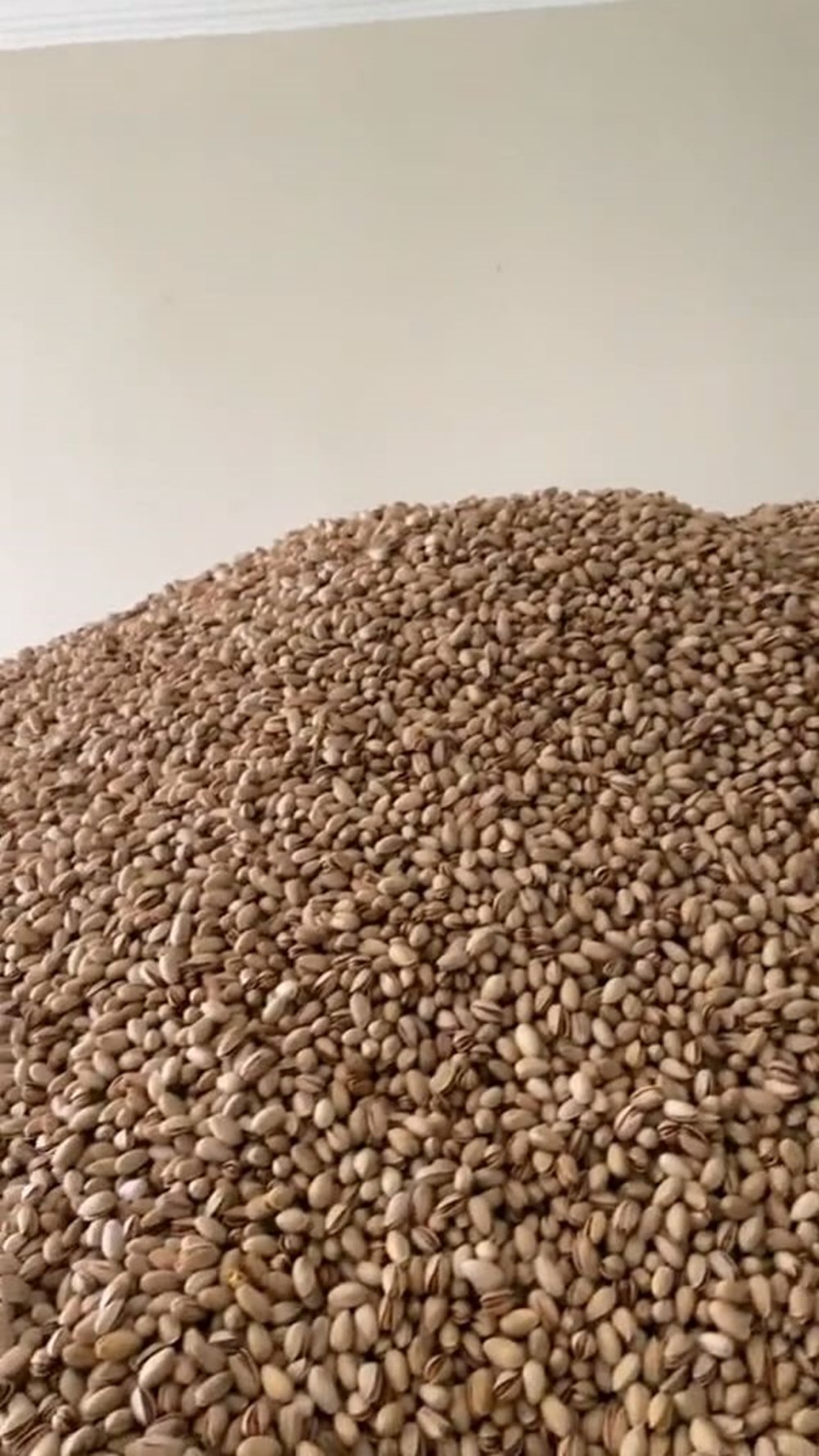 Fıstık deposunda tepki çeken görüntü - 4