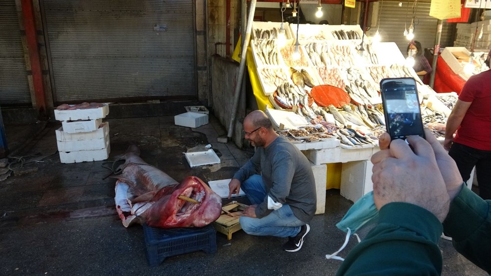 5 metre uzunluğunda ve 400 kilogram ağırlığında dev 'pamuk' cinsi köpek balığı yakaladı - 9