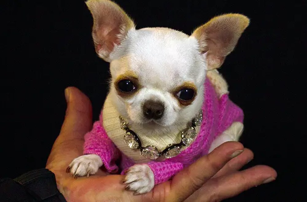Dünyanın en kısa köpeği Pearl Guinness Rekorlar Kitabı'nda - 6