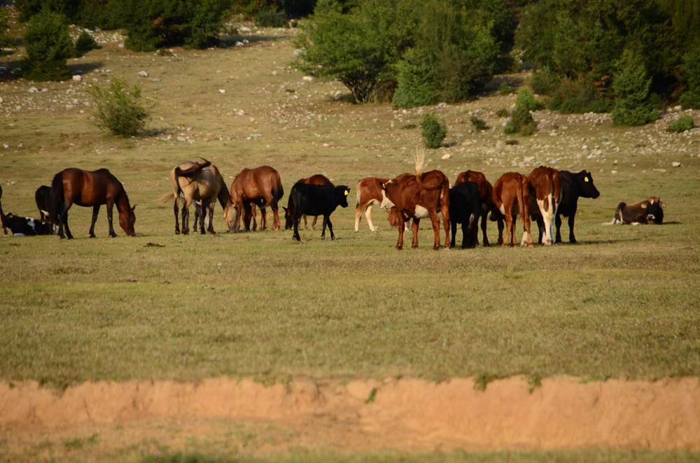 Soyları Osmanlı süvari birliğine dayanıyor! Torosların vahşi güzelliği 'Yılkı atları' - 13