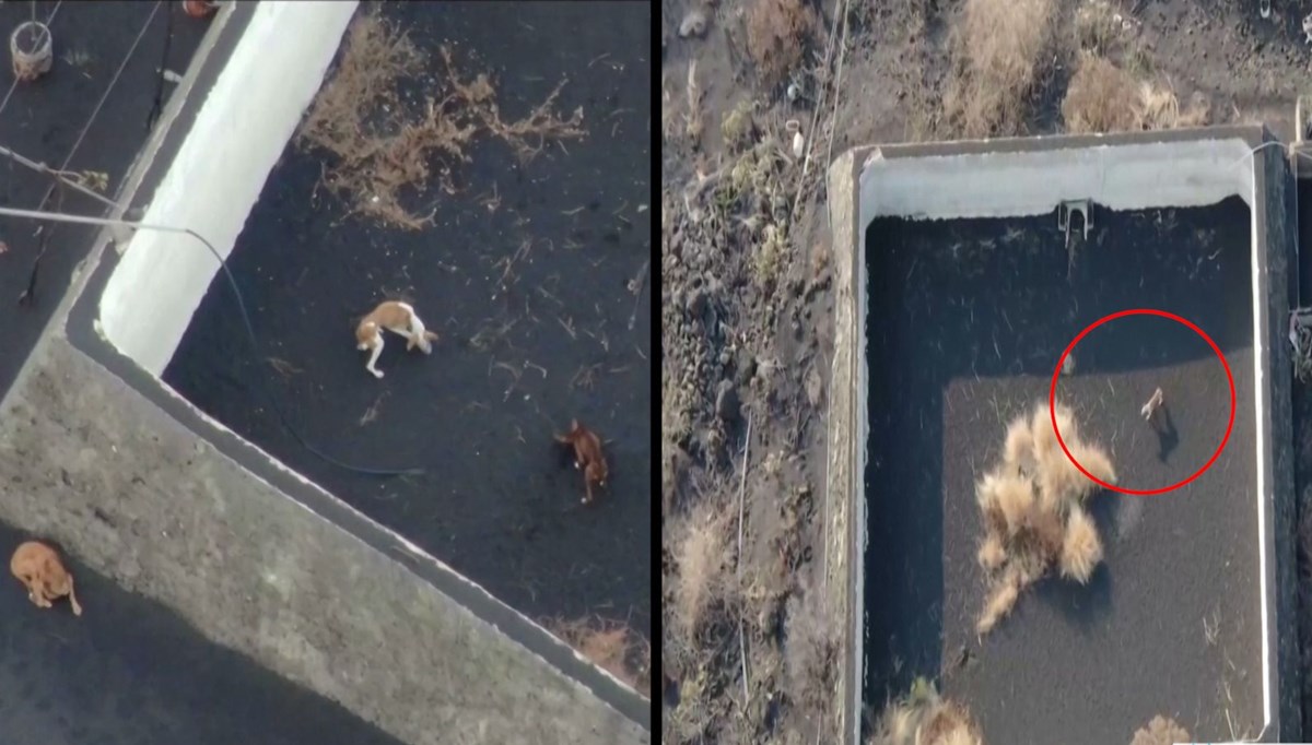 Lavların ortasında kalan köpeklere drone ile yardım