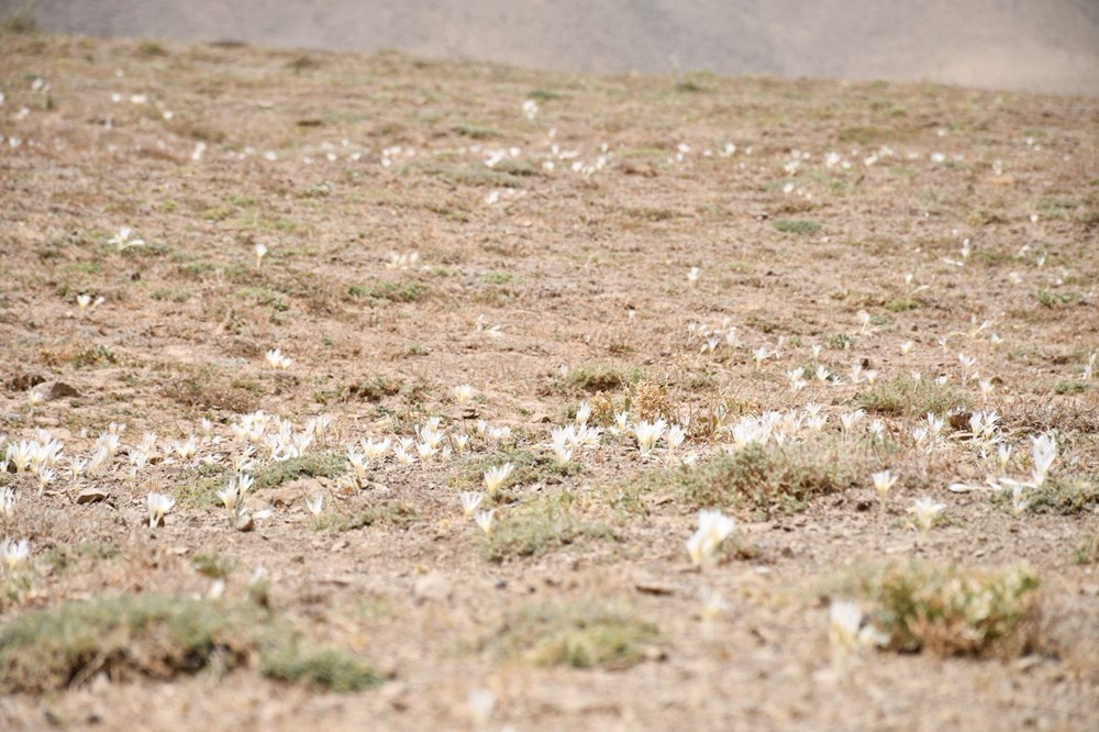 Havalar so�udu, y�l�n son �i�ekleri a�t�