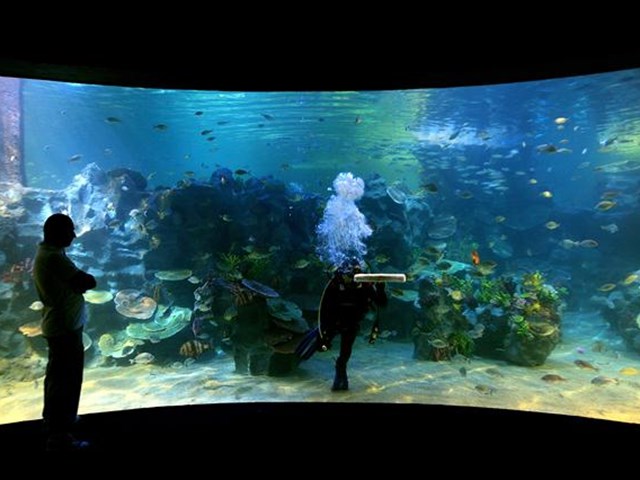 turkuazoo bayrampasa da magazin