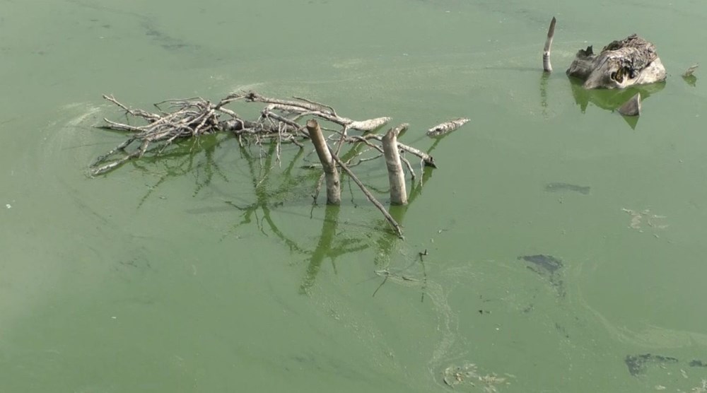 Kars Baraj Gölü yeşile büründü, etrafa pis kokular yayıldı - 8