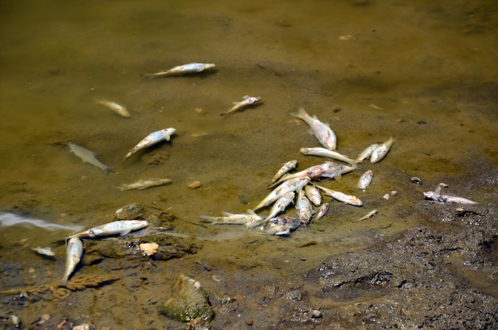 Karasu Nehri'nde toplu balık ölümleri - 1
