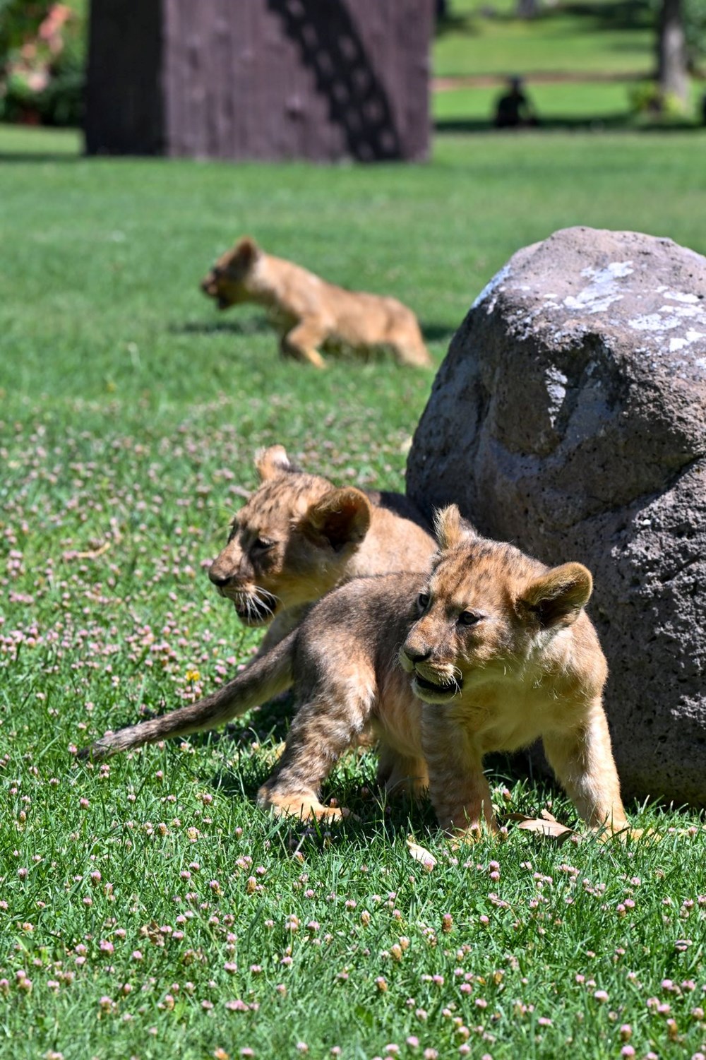 Erdoğan'ın aslanlarına isim aranıyor: Anketle belirlenecek - 6