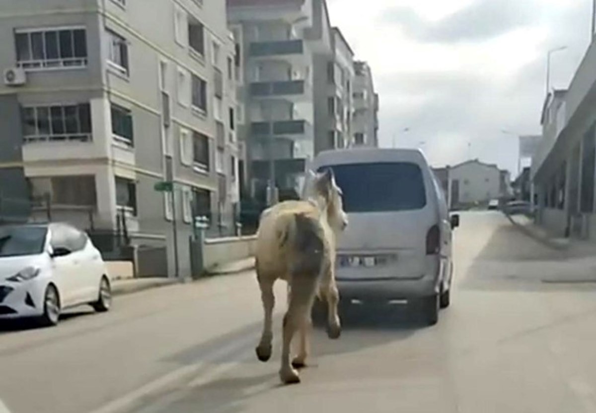Bursa'da tepki çeken görüntü: Atı aracın arkasına bağlayıp koşturdu