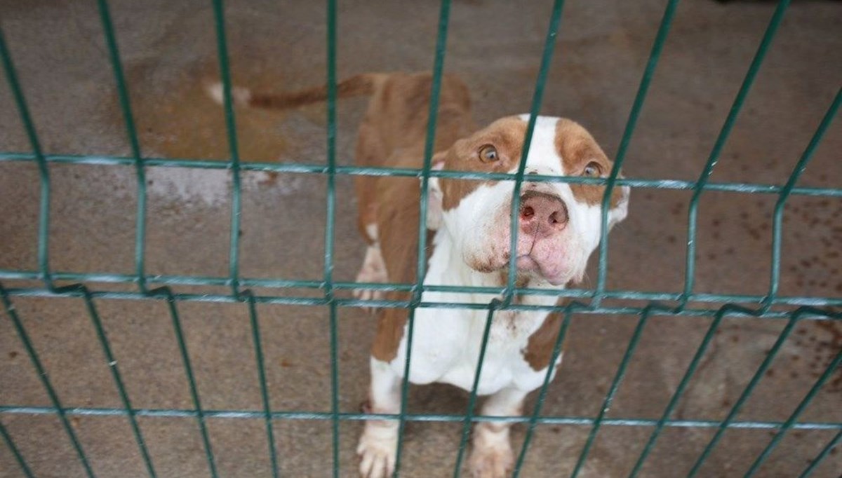 İstanbul'da 6 ayda 9 bin 222 köpek kayıt altına alındı