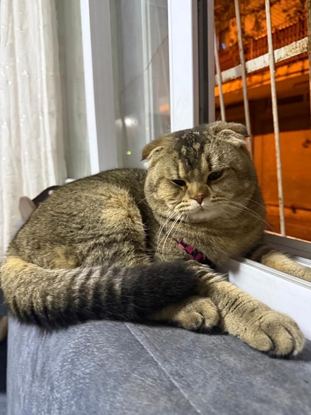 Bu evliliğin kaderi kediye bağlı: "Eşim beni boşayacak" - 3