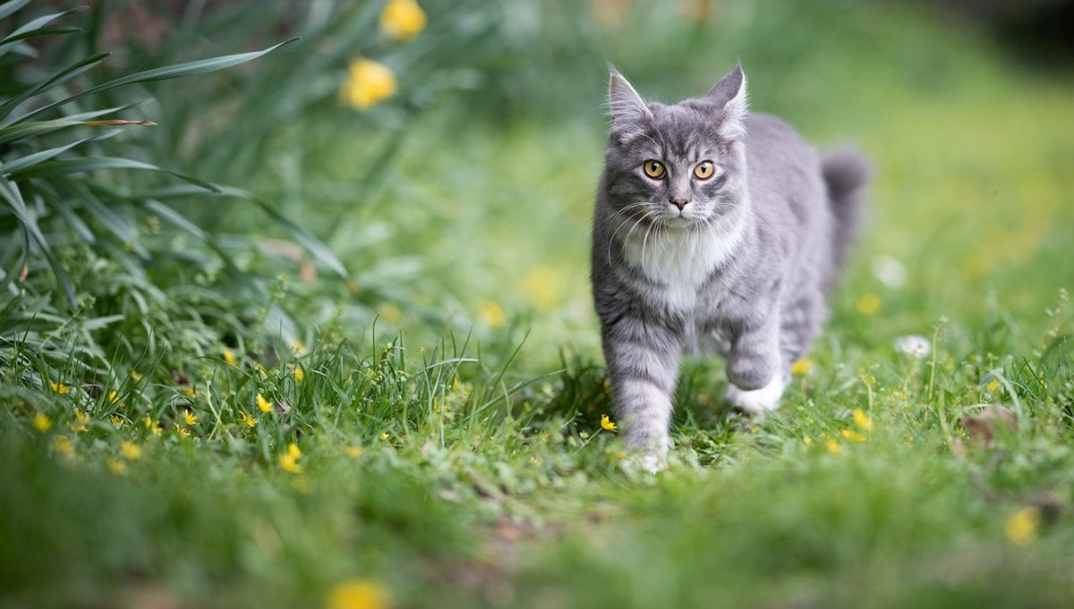 Cats are banned from going outside in a town in Germany