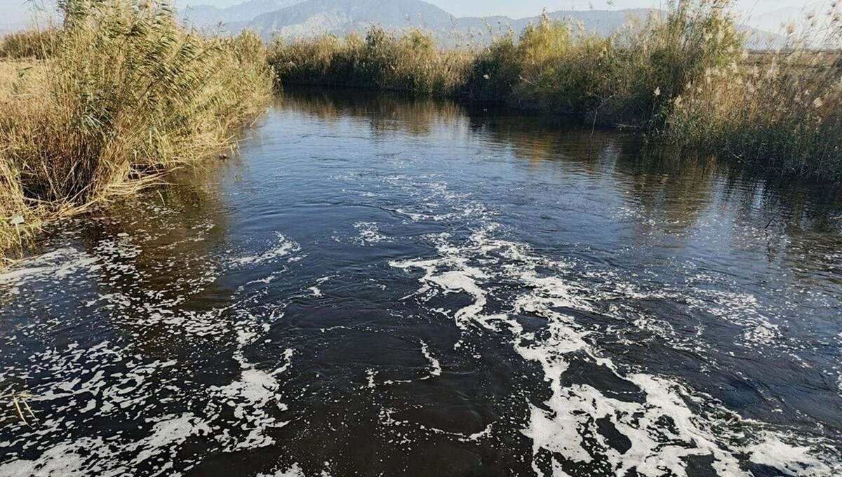 Büyük Menderes Nehri'nde korkutan görüntü: Simsiyah oldu, ölü balıklar yüzeye çıktı!