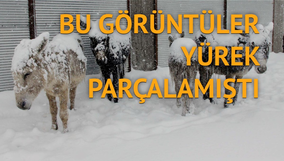 Başıboş eşekler toplandı