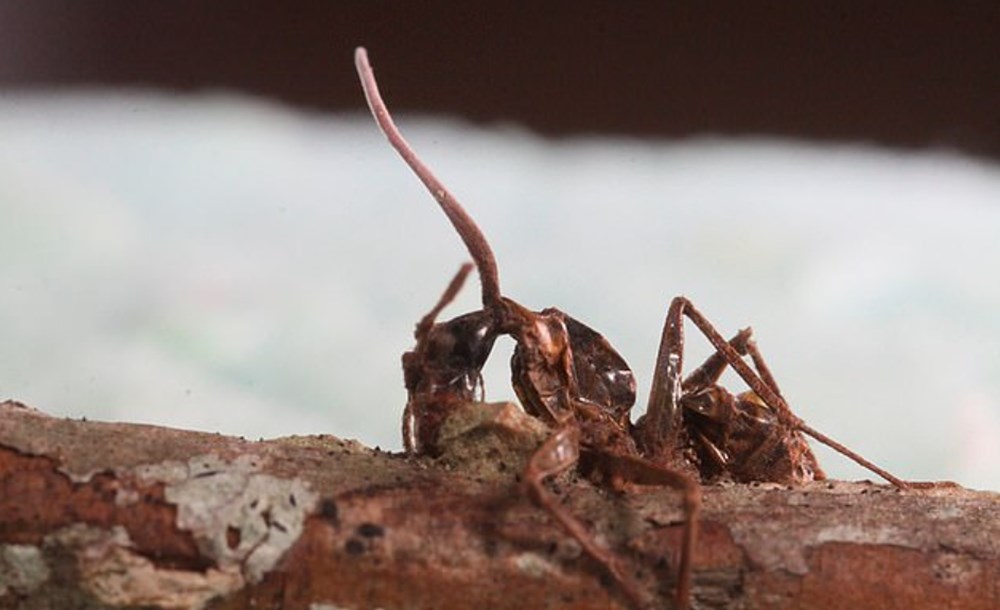 Zombi mantar salgını uyarısı: İnsanların beynini ele geçirip davranışlarını kontrol edebilir - 8