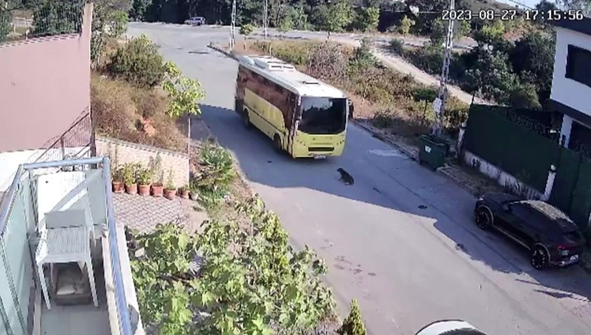 Tuzla'da otobüs şoförü yolda yatan köpeği ezdi sonra kaçtı
