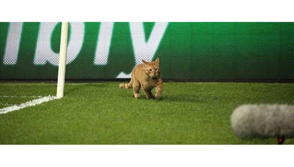 UEFA�dan Beşiktaş�a �kedi� soruşturması NTV