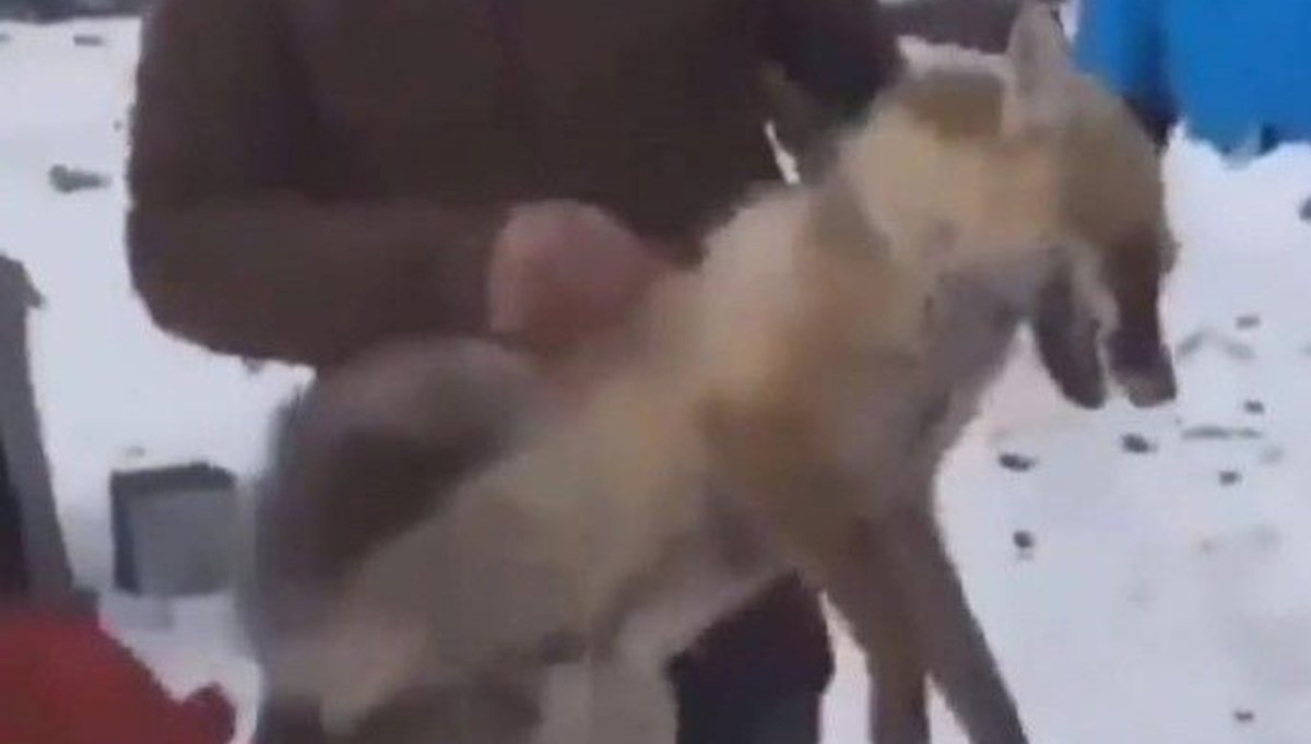 Ardahan'da tilkiye kötü muamele: 4 kişiye para cezası
