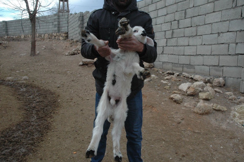 Diyarbakır'da 6 ayaklı doğan kuzu görenleri şaşırtıyor - 3