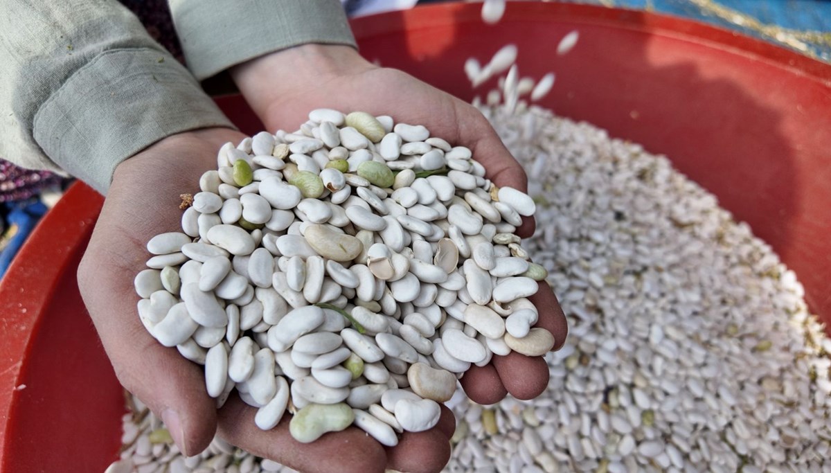 Harman hasadına başlandı: İstanbul, Ankara ve İzmir'e gidiyor