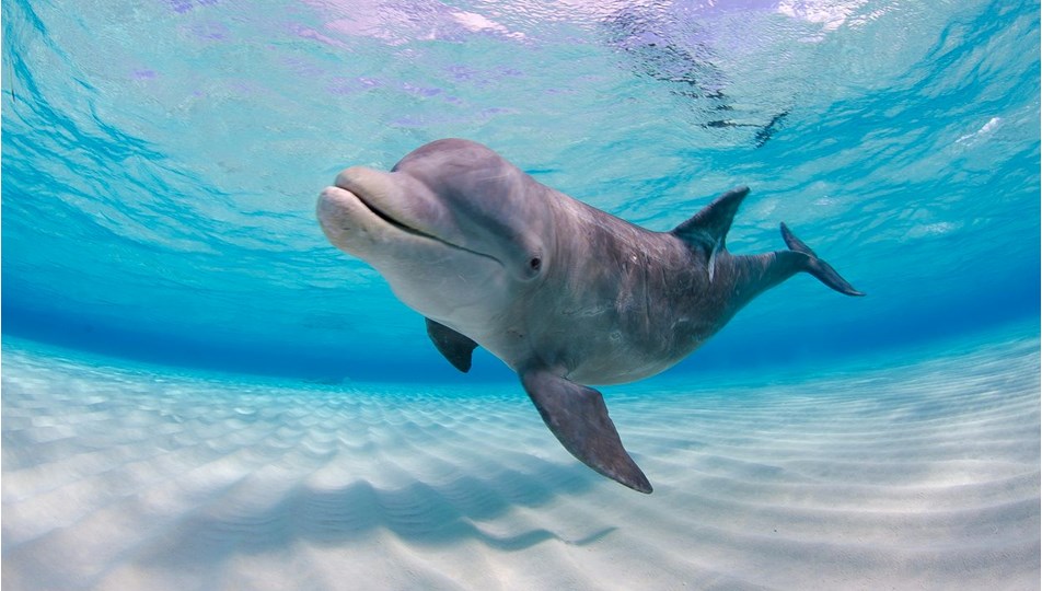 Google'ın yeni yapay zeka modeli: Yunuslarla iletişim kurulabilecek