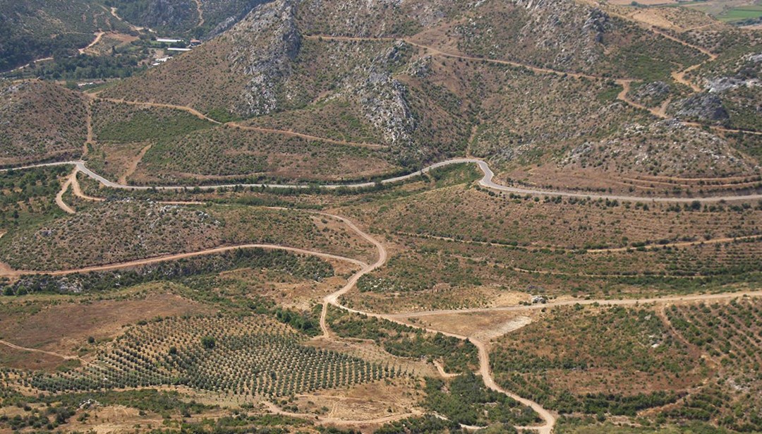 Küle dönen ormanlar yeniden can buluyor