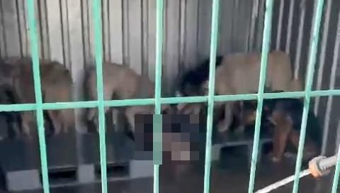 Gemlik'te hayvan bakım evinde aç kalan köpekler, ölen köpeği yedi