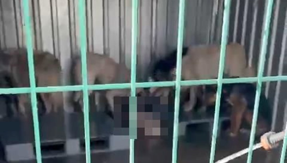 Gemlik'te hayvan bakım evinde aç kalan köpekler, ölen köpeği yedi Gemlik'te hayvan bakım evinde aç kalan köpekler, ölen köpeği yedi