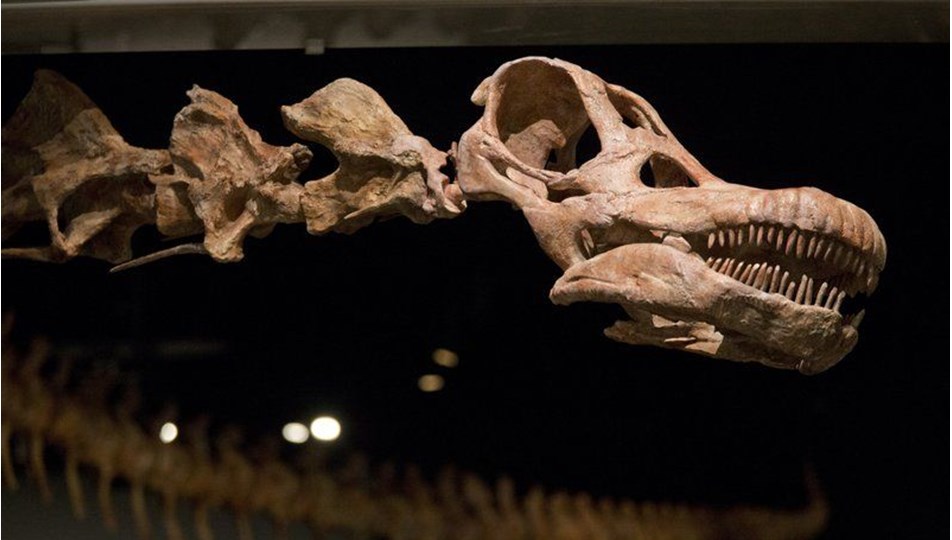 Arjantin’de 98 milyon yıllık dinozor fosili bulundu: Yeryüzündeki en büyük hayvan olduğu düşünülüyor