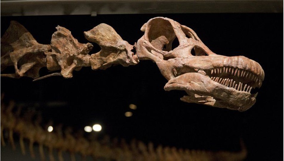 Arjantin’de 98 milyon yıllık dinozor fosili bulundu: Yeryüzündeki en büyük hayvan olduğu düşünülüyor