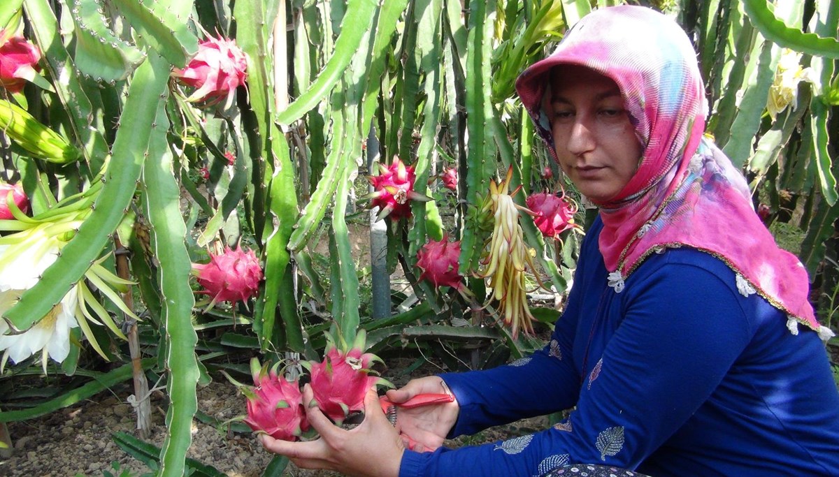 Kilosu 200 TL'den satılıyor: Emekli oldu, pitaya üretmeye başladı