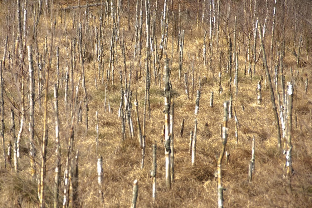 Dünyadaki bitkilerin beşte ikisi yok olma tehlikesiyle karşı karşıya - 5