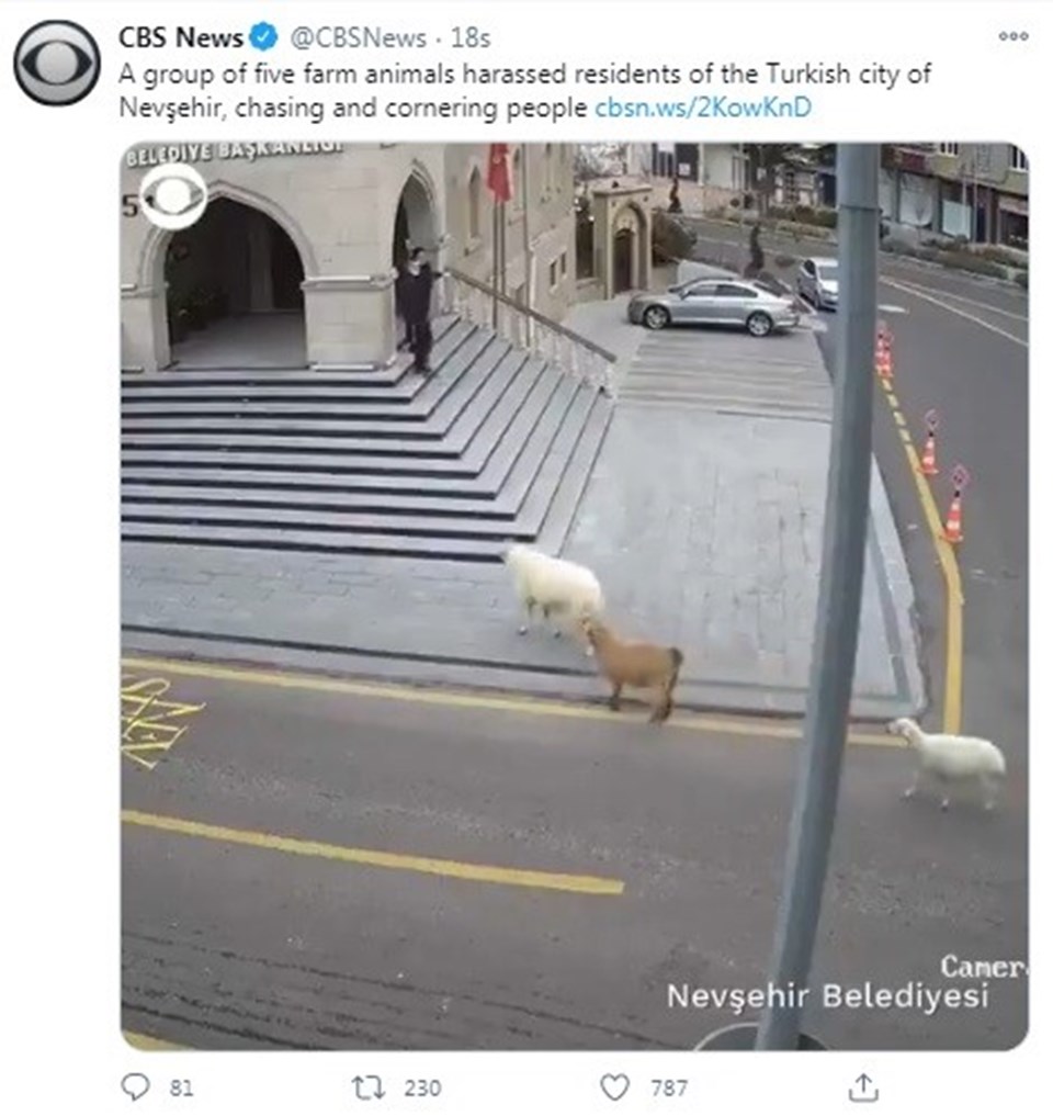 Nevşehir Belediyesi'nin 1 koyun,1 keçi, 3 kuzu tarafından esir alınması dünya basınında - 4