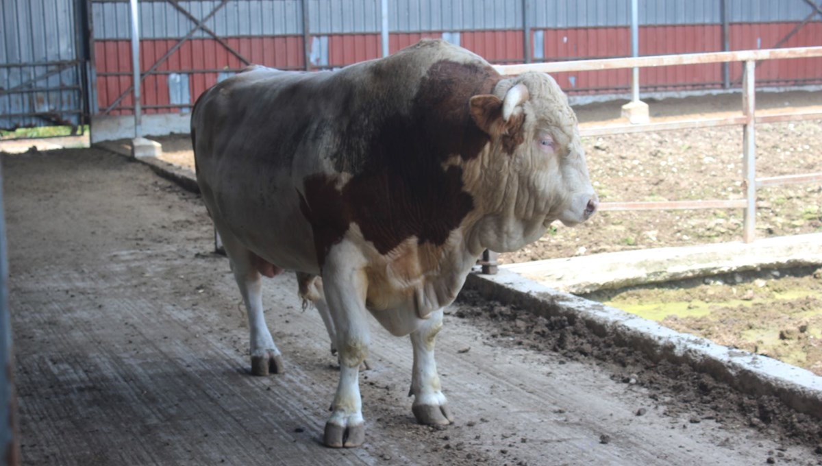 Kurbanlık boğanın fiyatı 2. el araba ile yarışıyor Kurbanlık boğanın fiyatı 2. el araba ile yarışıyor