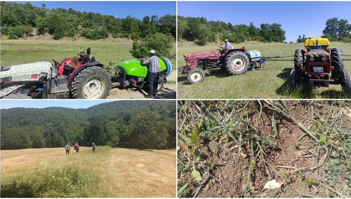 Bursa’da çekirge mücadele: İlaçlamalar başladı