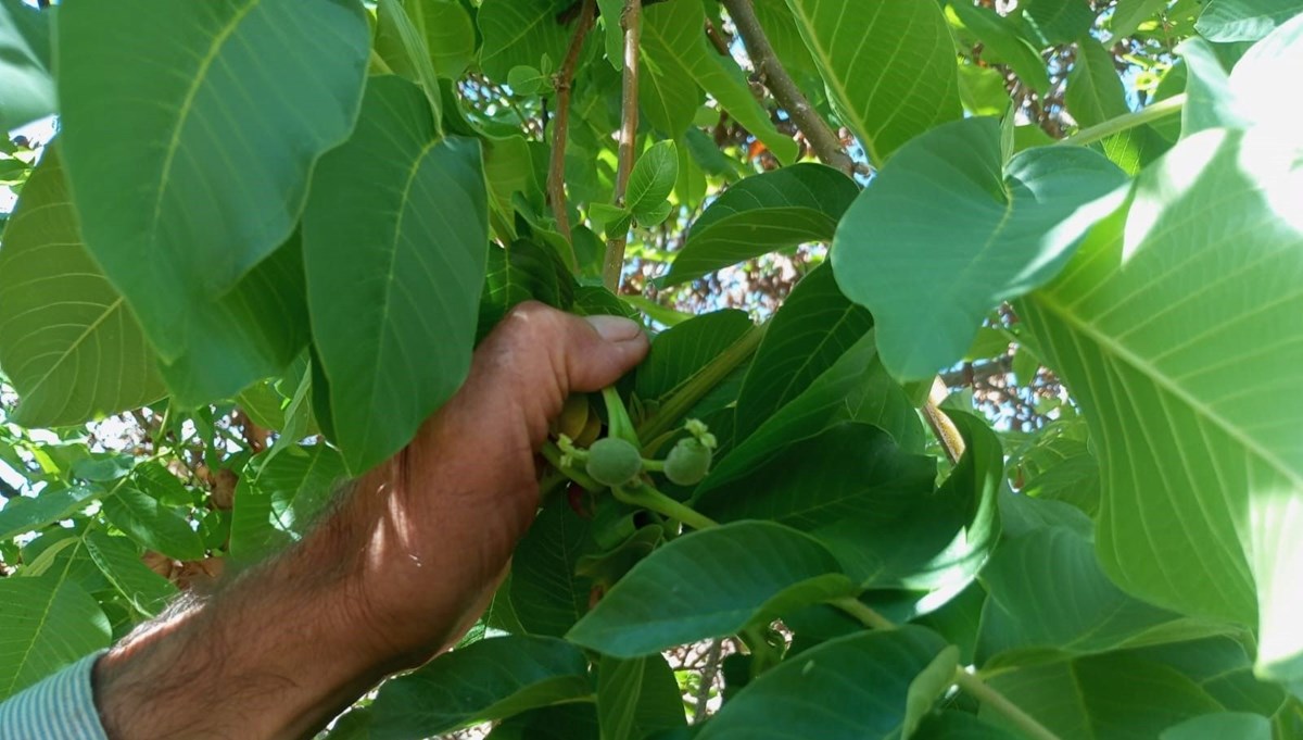 Malatya'da mevsim dışında meyve veren ceviz ağaçları şaşırttı