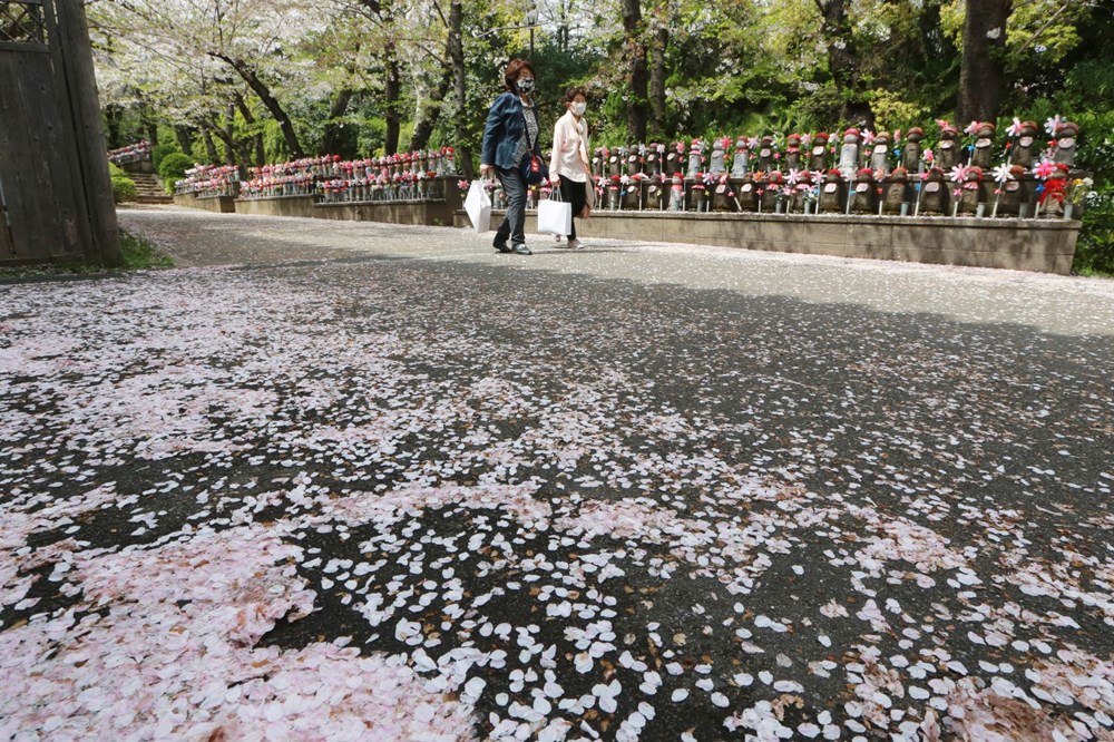 Sakura çiçekleri son bin 200 yıldır bu kadar erken açmadı: İklim değişikliği nedeniyle ekosistemler çökme noktasında - 5