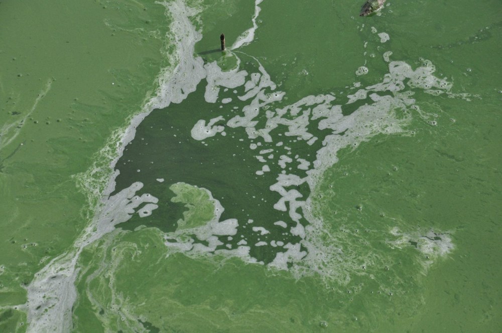 Kars Baraj Gölü yeşile büründü, etrafa pis kokular yayıldı - 5