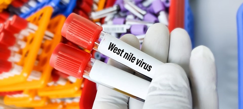 Yunanistan'da Batı Nil Virüsü vakalarında ürküten artış - 1