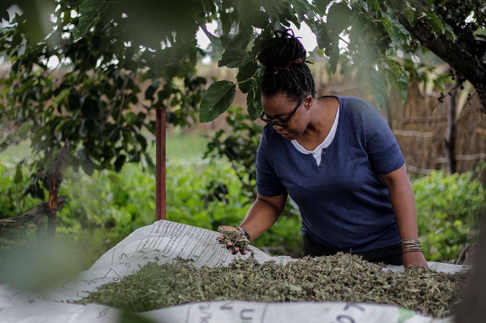 The plant the African country hopes for, Zumbani: If we didn't use it, we would be dead - 10