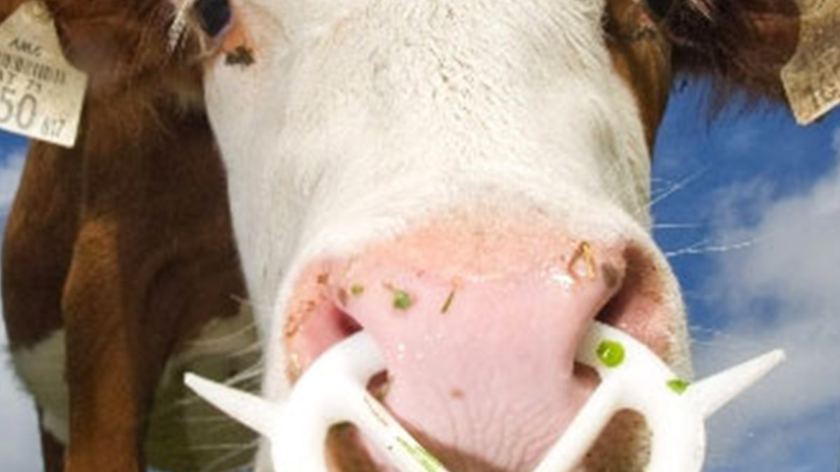 iste buzagiyi sutten kesmenin yolu magazin haberleri ntv