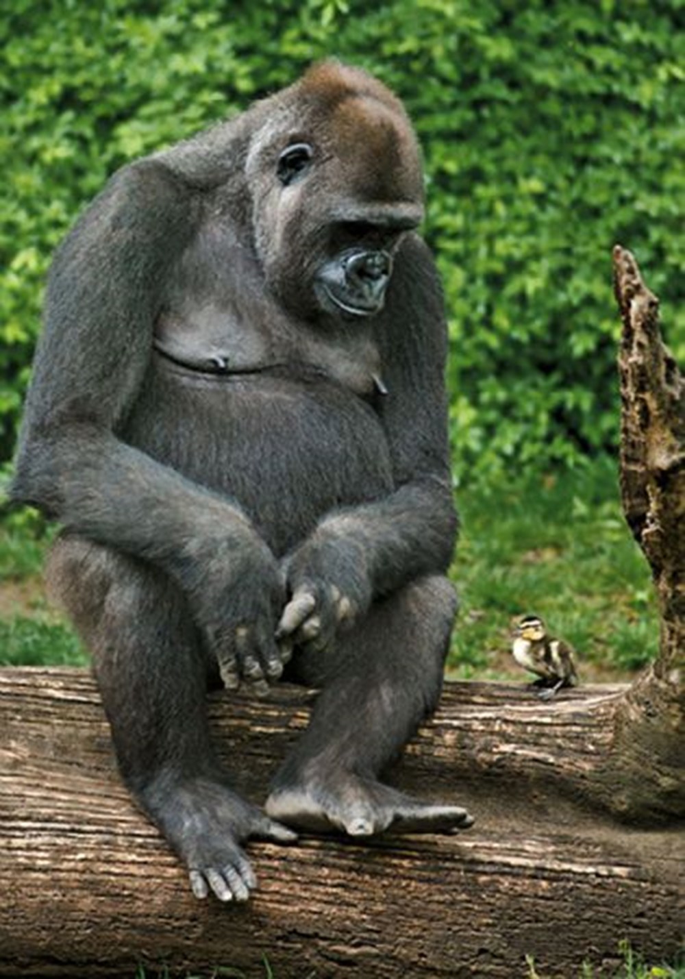 Про смешных зверей. Гиббон горилла. Прикольное животное. Смешные звери. Прикольные фото животных.