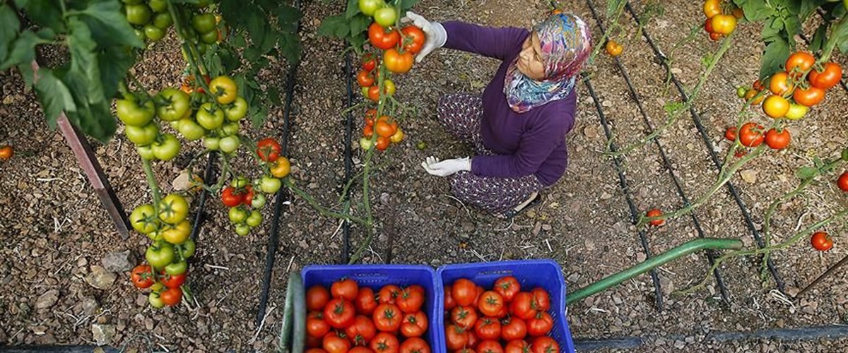 Yaş meyve ve sebze ihracatında 2 milyar dolar barajı 9 ayda aşıldı Yaş meyve ve sebze ihracatında 2 milyar dolar barajı 9 ayda aşıldı