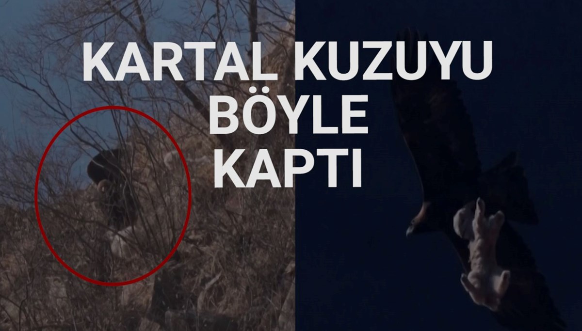 Doğada nadir görülen olay: Altın Kartal'ın kuzu avı Doğada nadir görülen olay: Altın Kartal'ın kuzu avı