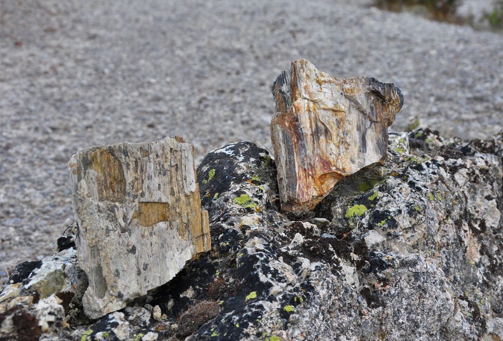 21 milyon yıllık fosil ağaç ormanı tehlikede - 6