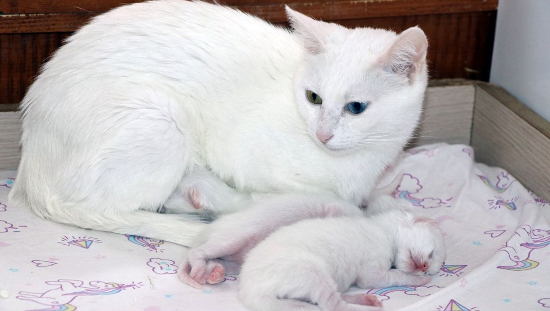 Van kedilerinin doğum oranlarında artış